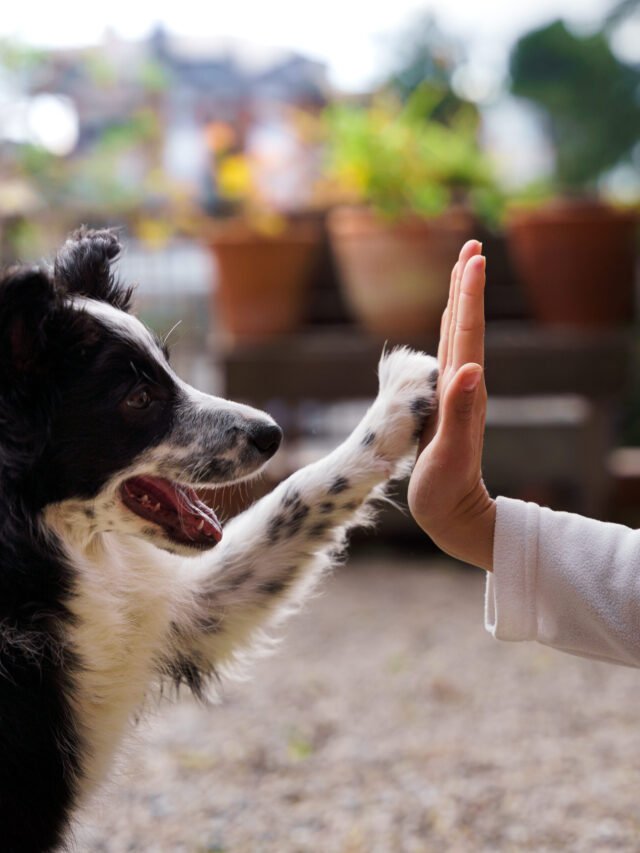 Mastering Pet Care with Pawsitively Essential Tips